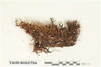 藏品(砂苔屬)的圖片